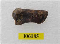 藏品(虎掌骨指骨)的圖片